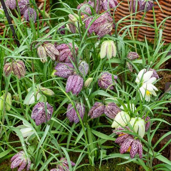 Bulbes à fleurs à planter à l'automne - Fritillaire Meleagris (x25) - face recto